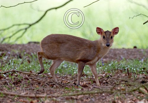 Muntjac 5 tif